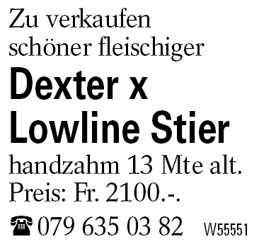 Dexter x          Lowline Stier