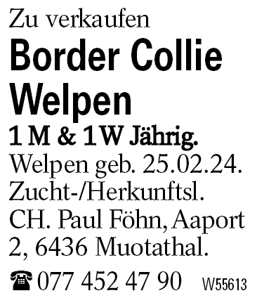 Border Collie Welpen