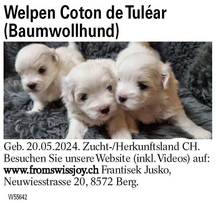 Welpen Coton de Tuléar (Baumwollhund)