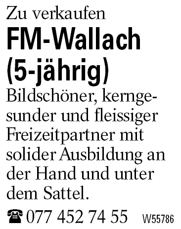 FM-Wallach (5-jährig)