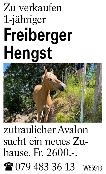 Freiberger Hengst