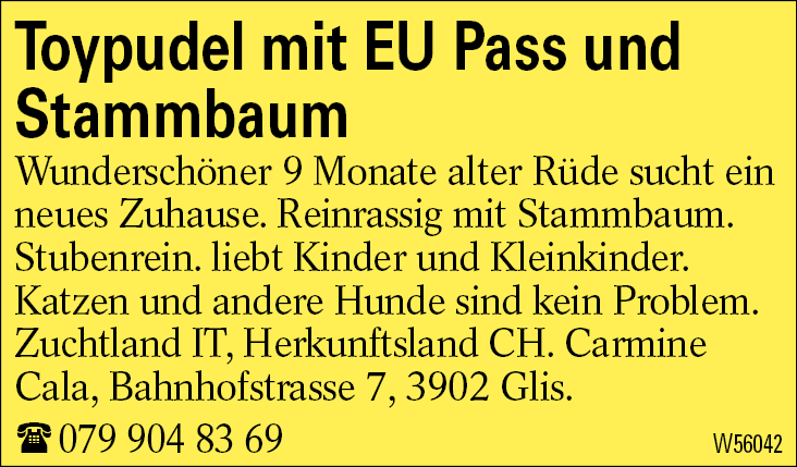Toypudel mit EU Pass und Stammbaum