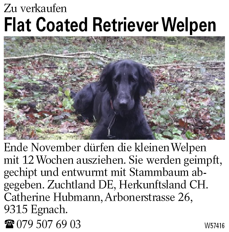 Flat Coated Retriever Welpen