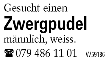 Zwergpudel