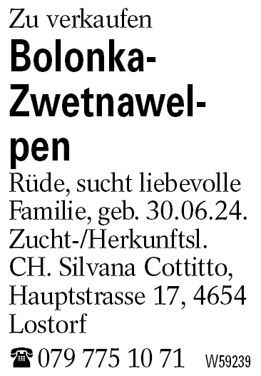 Bolonka-Zwetnawelpen