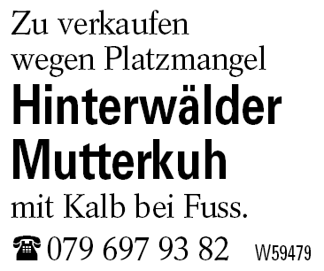 Hinterwälder Mutterkuh