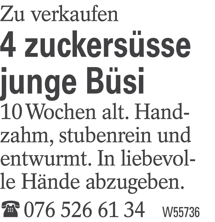 4 zuckersüsse junge Büsi