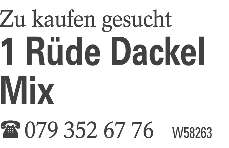 1 Rüde Dackel Mix