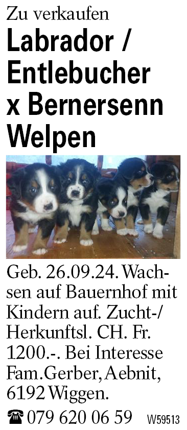 Labrador / Entlebucher x Bernersenn Welpen