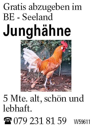 Junghähne