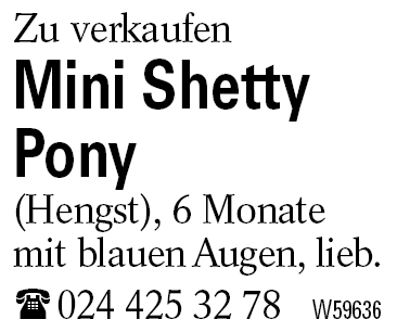 Mini Shetty Pony