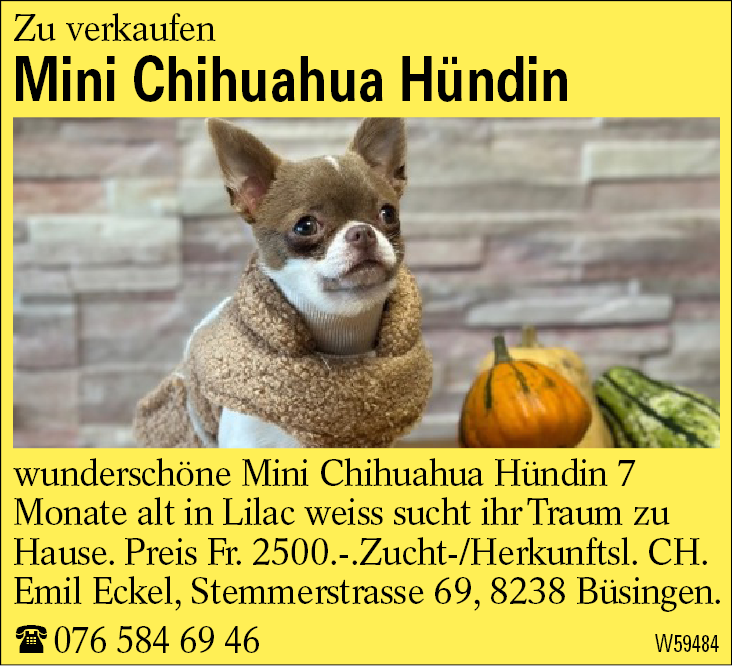 Mini Chihuahua Hündin