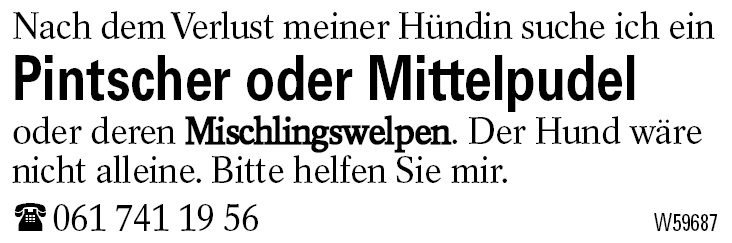 Pintscher oder Mittelpudel