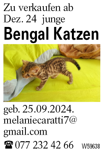 Bengal Katzen