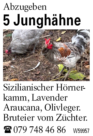 5 Junghähne