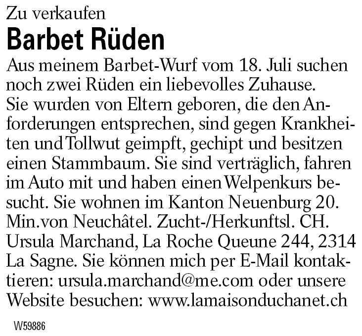 Barbet Rüden