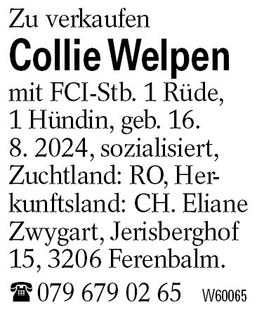 Collie Welpen