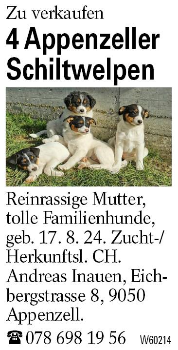 4 Appenzeller Schiltwelpen