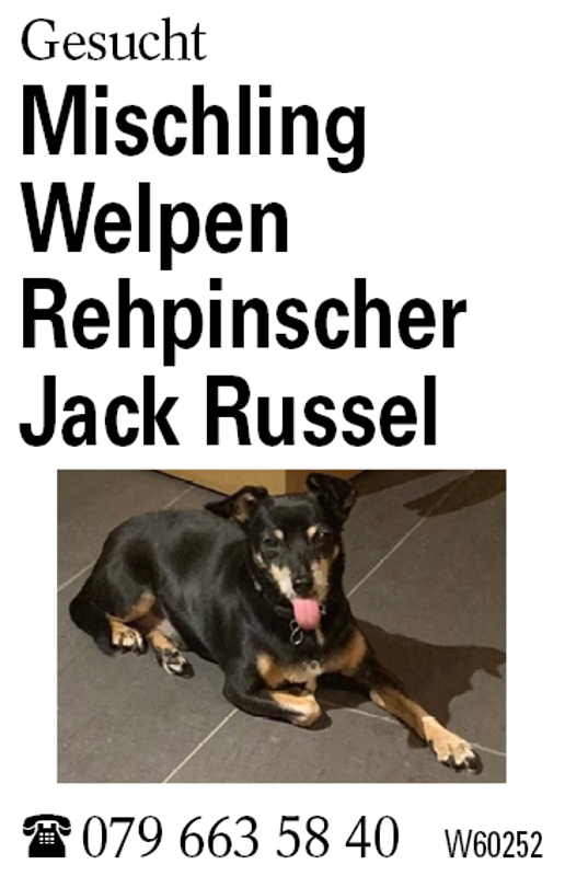 Mischling Welpen             Rehpinscher Jack Russel