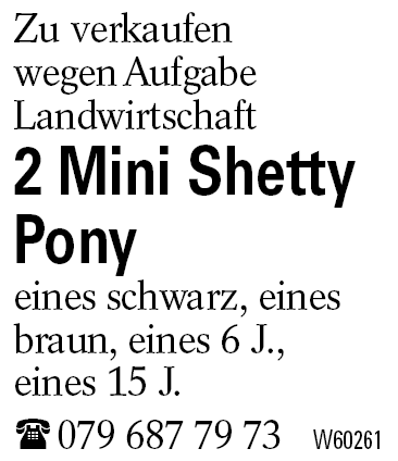 2 Mini Shetty Pony