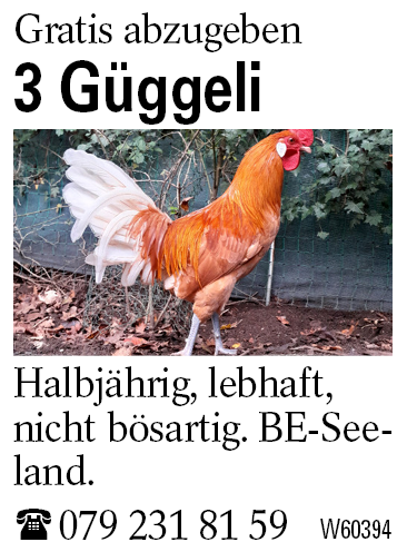 3 Güggeli