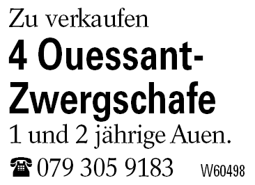 4 Ouessant-Zwergschafe