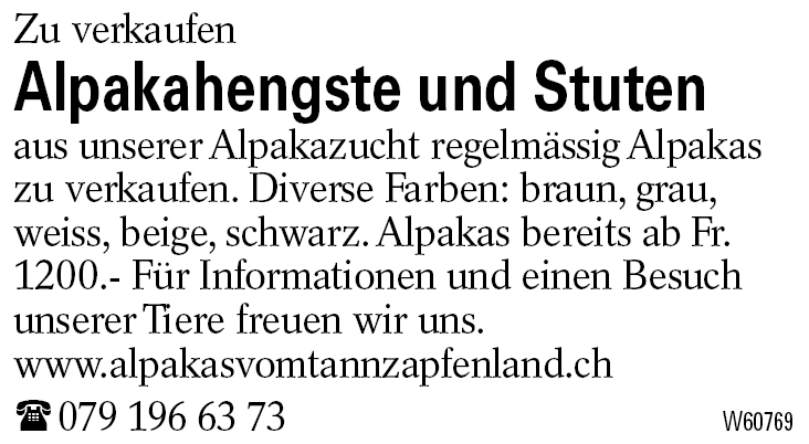 Alpakahengste und Stuten