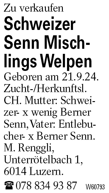 Schweizer Senn Mischlings Welpen