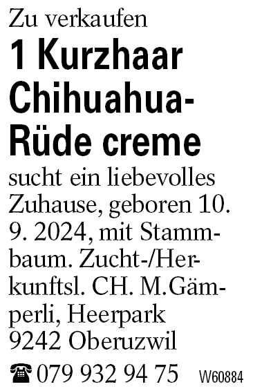 1 Kurzhaar Chihuahua-Rüde creme