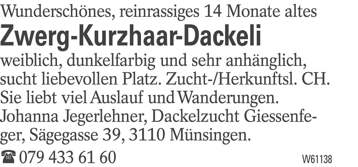 Zwerg.-Kurzhaar-Dackeli