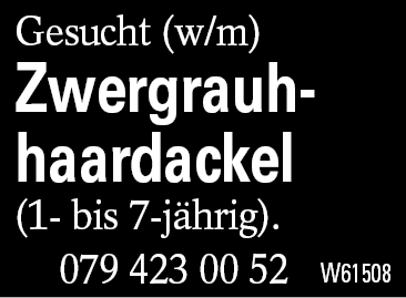 Zwergrauhhaardackel