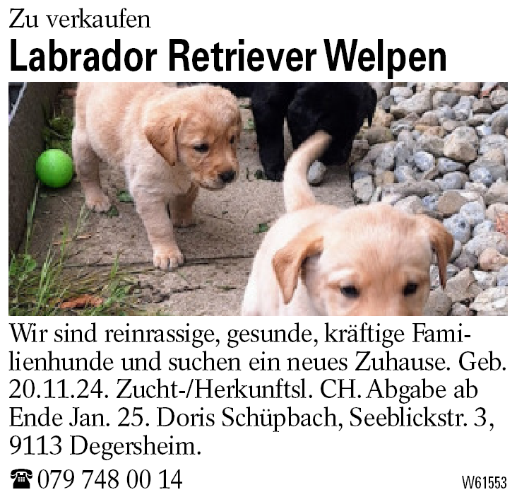 Labrador Retriever Welpen