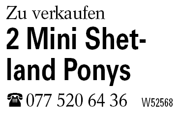 2 Mini Shetland Ponys