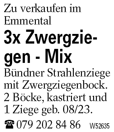 3x Zwergziegen - Mix