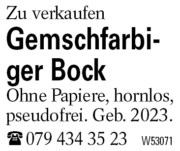 Gemschfarbiger Bock