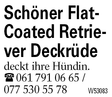 Schöner Flat-Coated Retriever Deckrüde