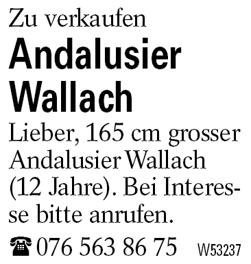 Andalusier Wallach