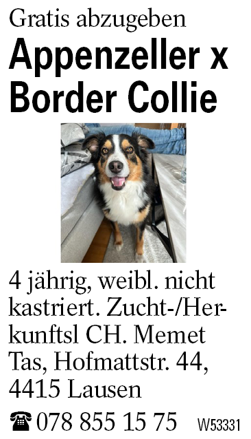 Appenzeller x Border Collie
