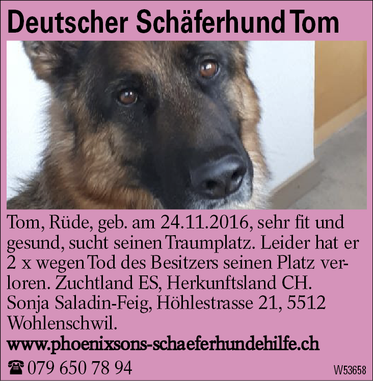 Deutscher Schäferhund Tom