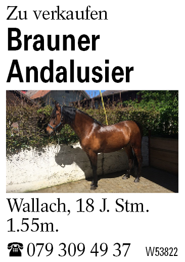 Brauner            Andalusier