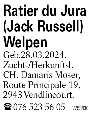 Ratier du Jura (Jack Russell) Welpen