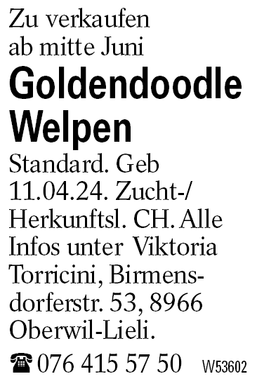 Goldendoodle Welpen