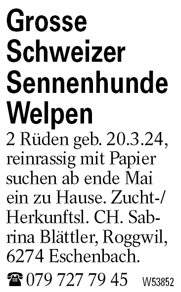 Grosse Schweizer Sennenhunde Welpen